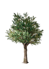 Arbre olivier 10pi