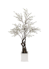 Arbre cerisier droit