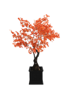 Arbre érable rouge