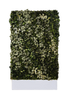 Mur Végétal