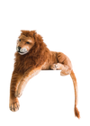 Peluche Lion