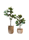 Plante artificielle Ficus