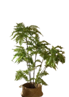 Plante artificielle Fougère
