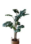 Plante artificielle Monstera