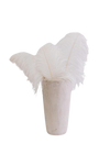 Plume d'autruche blanche