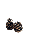 Pomme de pin