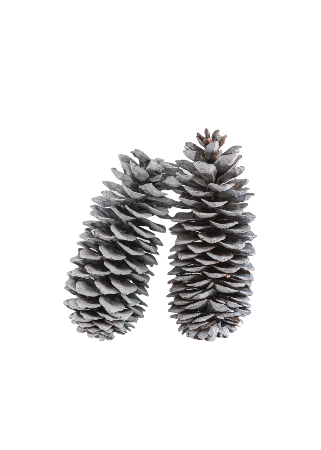Pomme de pin blanche