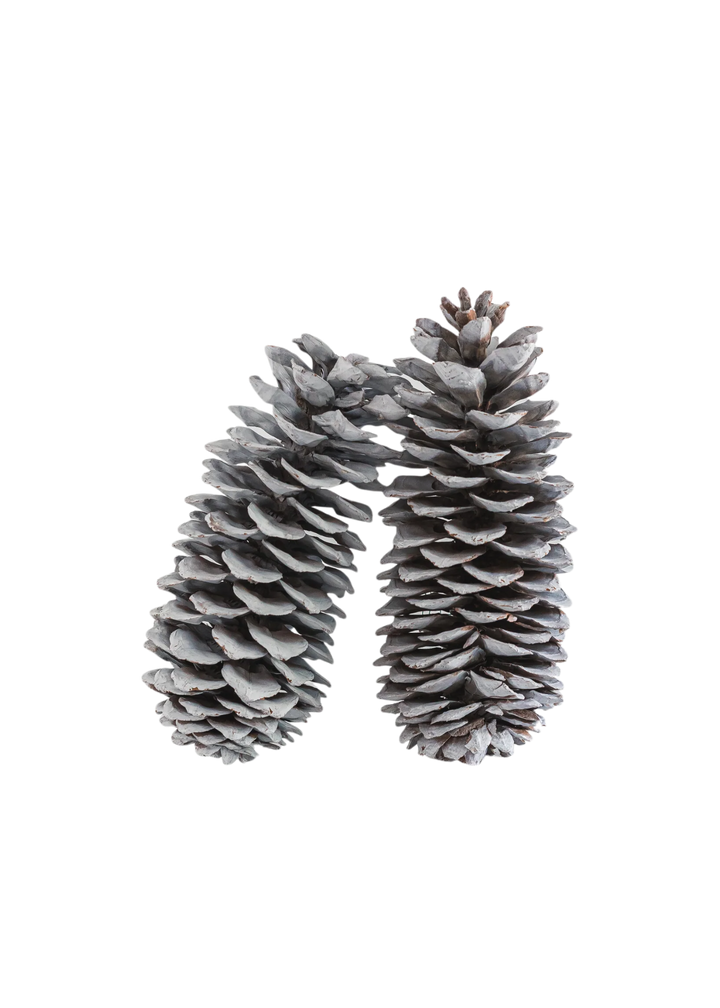 Pomme de pin blanche