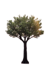 Arbre olivier 10pi