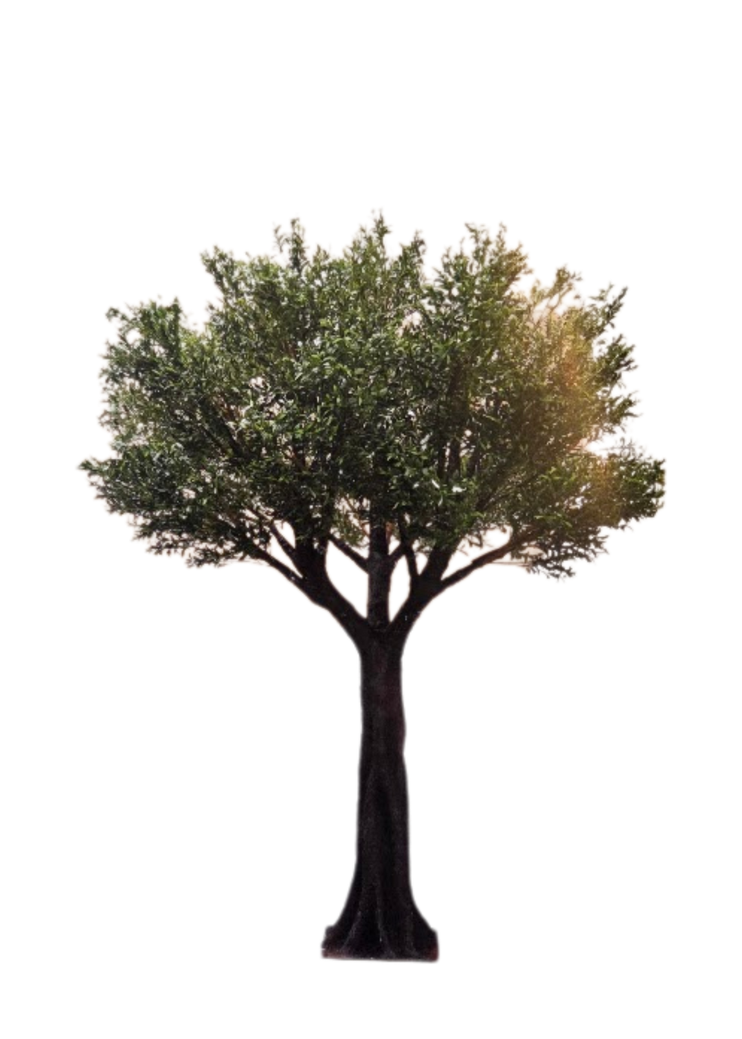 Arbre olivier 10pi