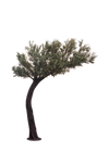 Arbre olivier courbé 10pi