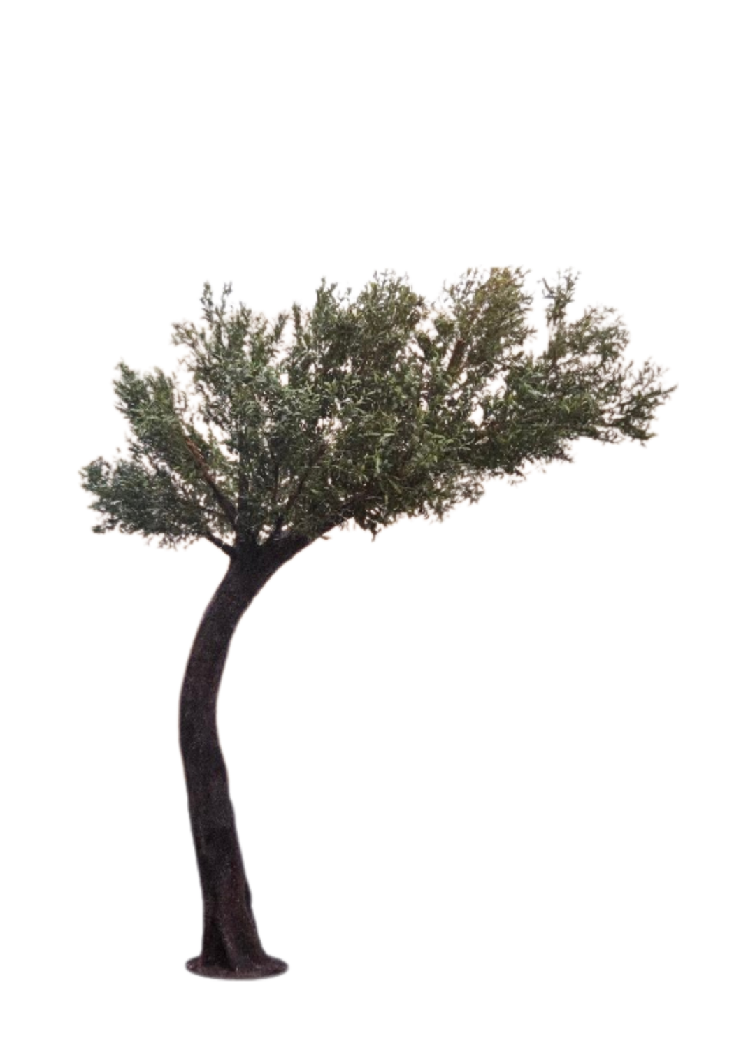 Arbre olivier courbé 10pi