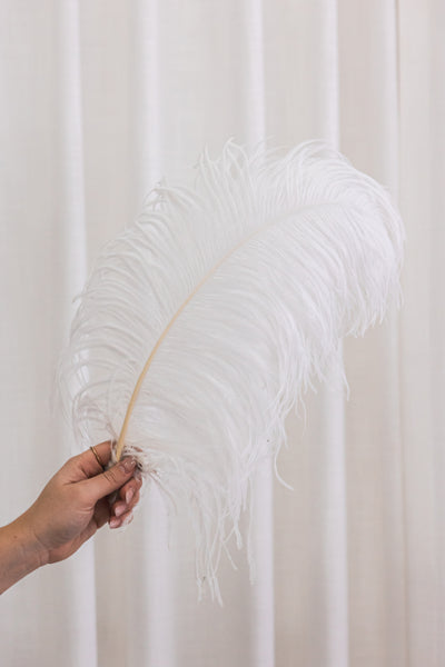 Plume d'autruche blanche