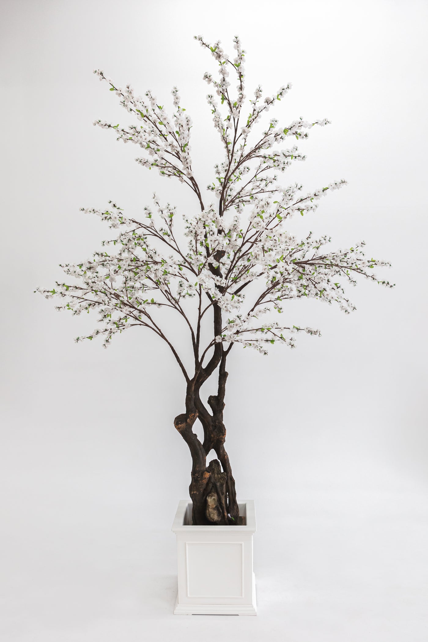 Arbre cerisier droit