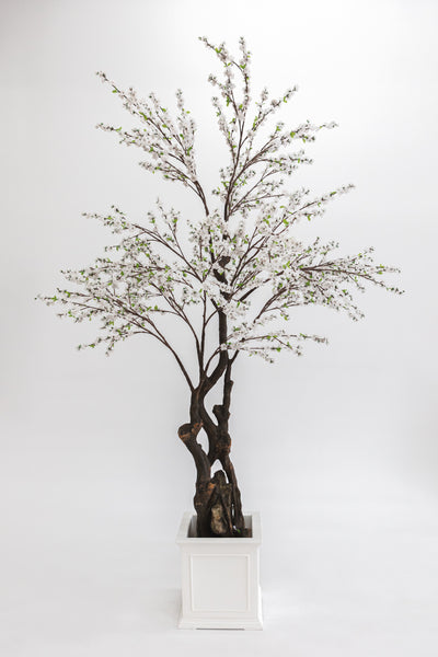 Arbre cerisier droit